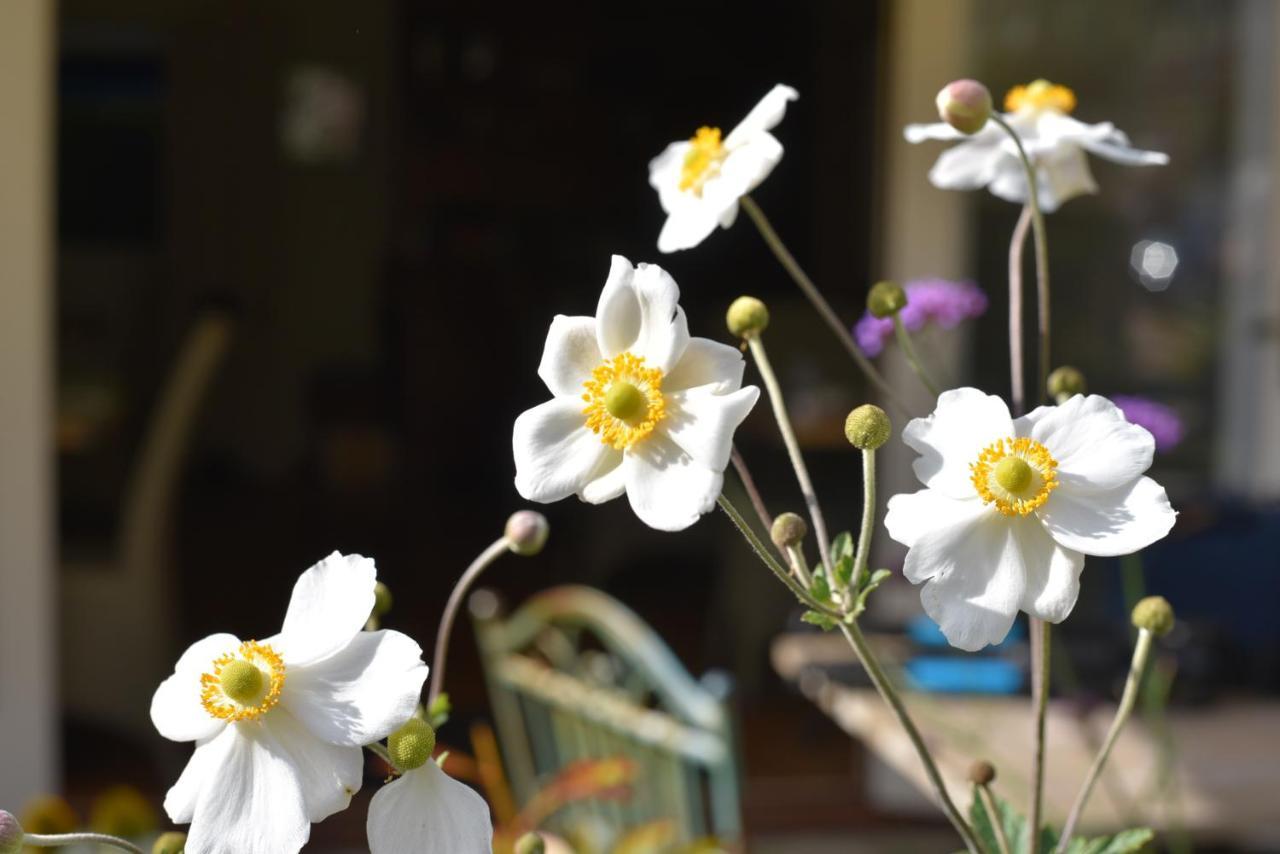 Daisybank Cottage Boutique Bed And Breakfast Brockenhurst Εξωτερικό φωτογραφία
