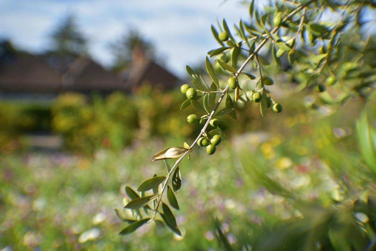 Daisybank Cottage Boutique Bed And Breakfast Brockenhurst Εξωτερικό φωτογραφία