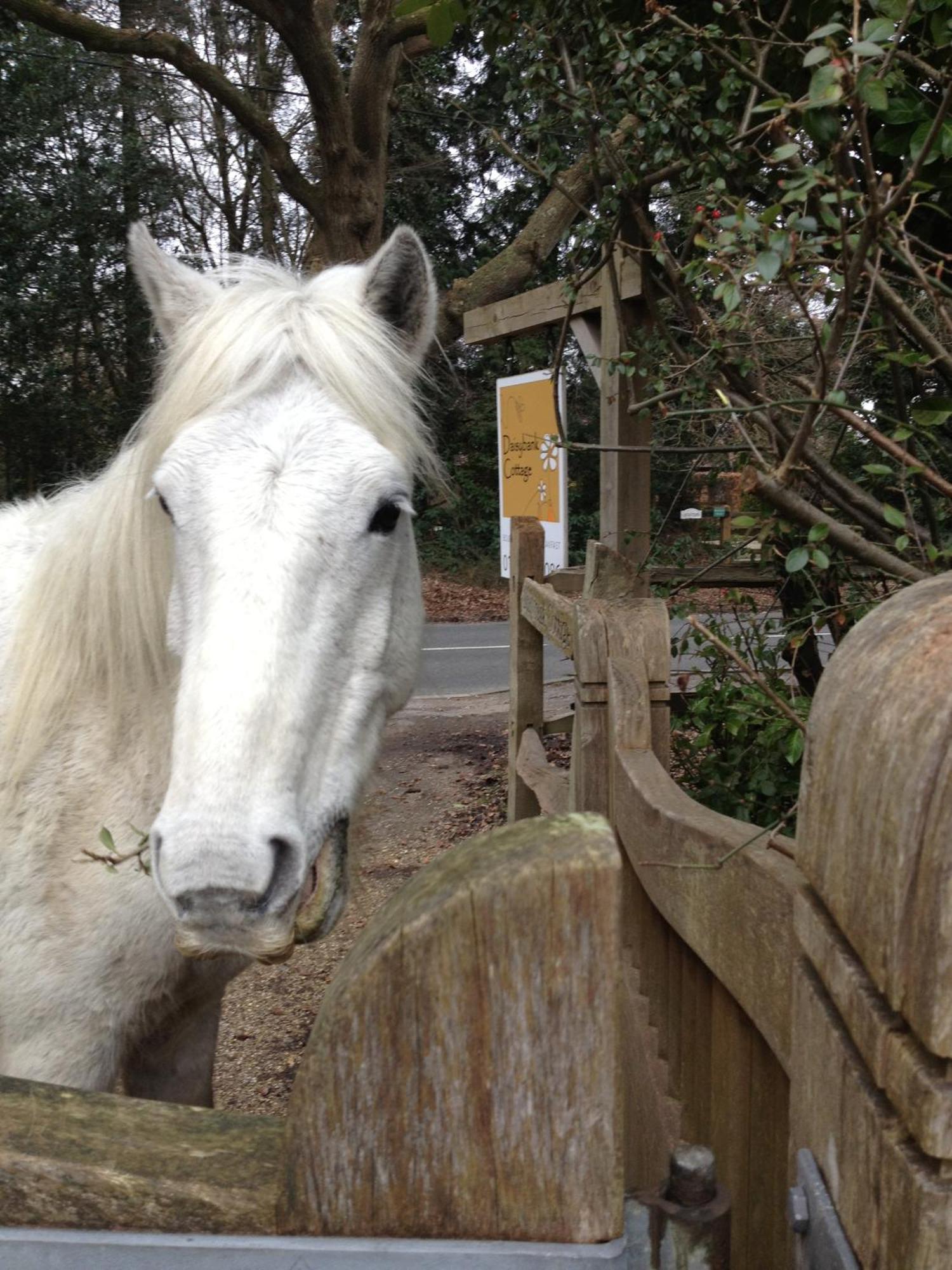 Daisybank Cottage Boutique Bed And Breakfast Brockenhurst Εξωτερικό φωτογραφία